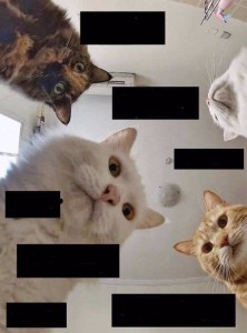 Create meme: cat, cat meme, memes with cats