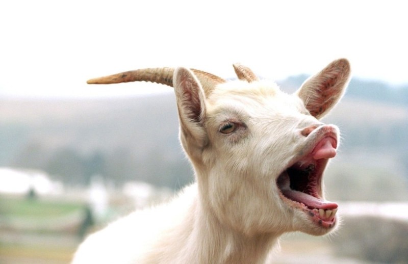 Create meme: goats, goat , A goat with its tongue hanging out