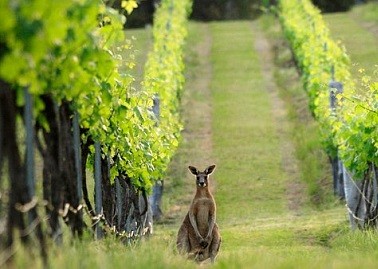 Create meme: Kangaroos in vineyards in Australia, vineyards of Australia, bjorn restaurant wild dinners