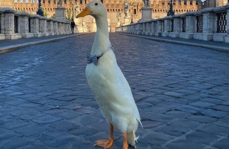 Create meme: duck duck, funny goose, cool goose