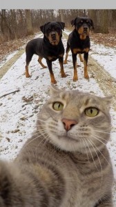 Создать мем: кот, селфи кота с машиной, селфи с котами