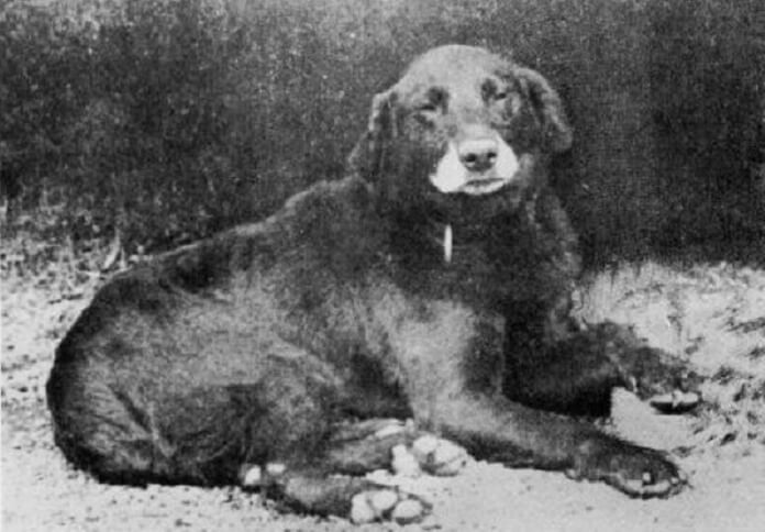 Create meme: St. john's water dog, newfoundland dog, labrador retriever breed history