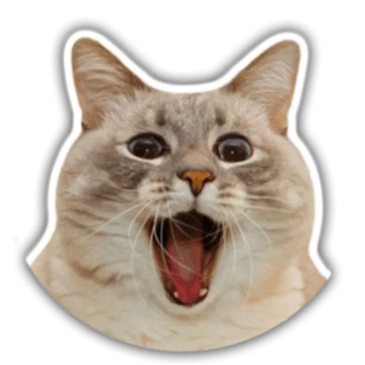 Create meme: cat muzzle , sticker cat, cat 512x512