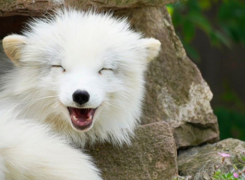 Create meme: samoyed, white arctic fox, arctic fox