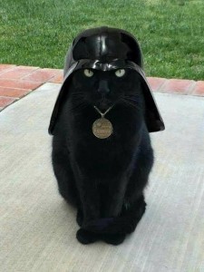 Create meme: cat catwater, Darth Vader, Darth Vader cat