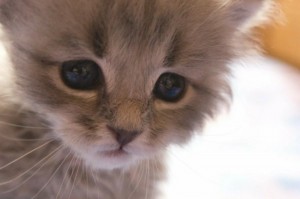 Create meme: crying cat, cute cat, crying kitten