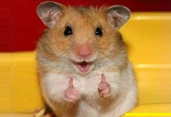 Create meme: funny hamster, funny hamster, The smiling hamster