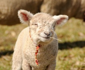 Создать мем: милая овечка, барашек, овца