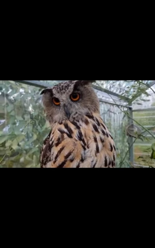 Create meme: owl , owl bird, owl spruce