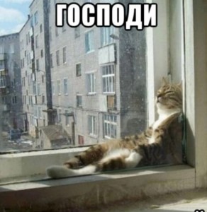 Create meme: window, cat, cat