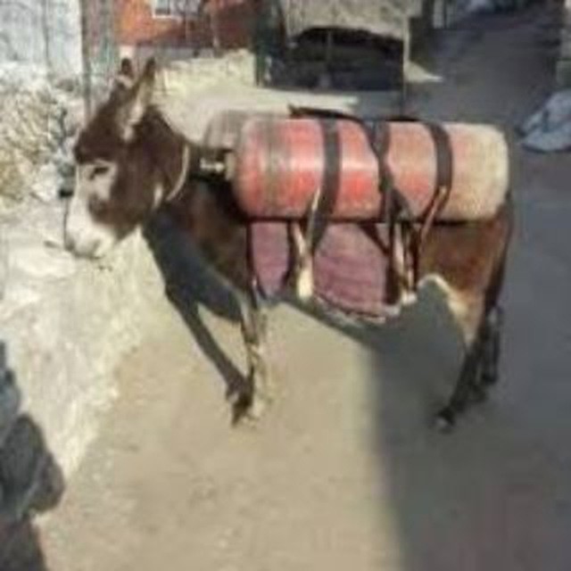 Create meme: donkey on the gas, donkey with a gas cylinder, donkey 