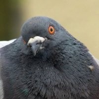Create meme: pigeon bird, dove common, dove