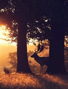 Create meme: deer sunset trees, stag night, beautiful Wallpapers deer in the forest