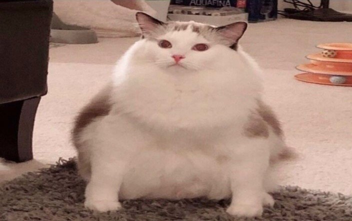 Create meme: fat cat , The fattest cats, very fat cats