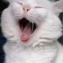 Create meme: the white cat yawns, screaming cat, yawning cats