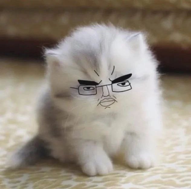 Create meme: Persian cat , cute angry cat, Persian kitten