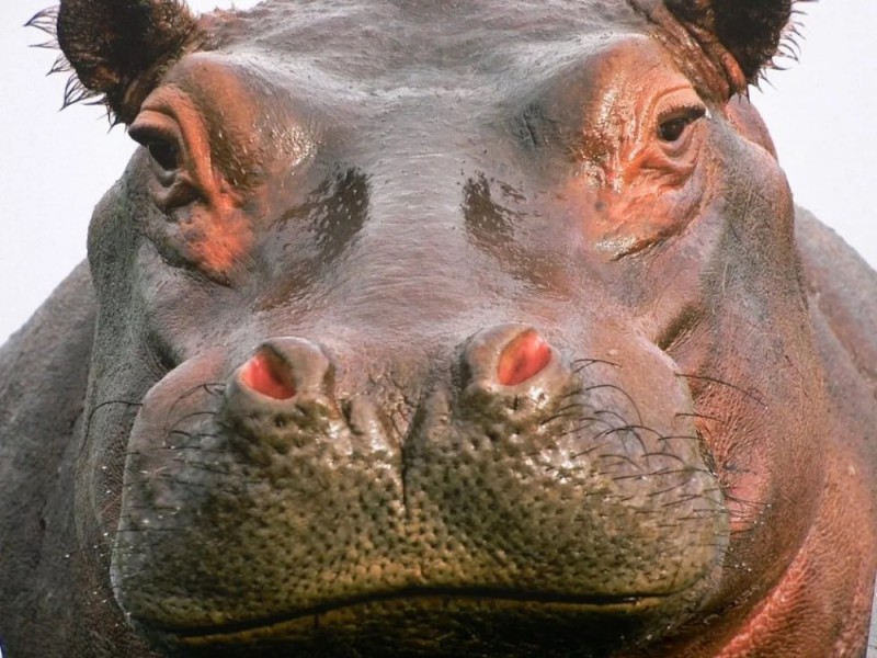 Create meme: hippopotamus hippopotamus, About the behemoth, behemoth's muzzle