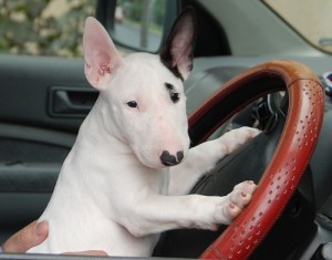 Создать мем: west highland white terrier, bulterier, бультерьеры