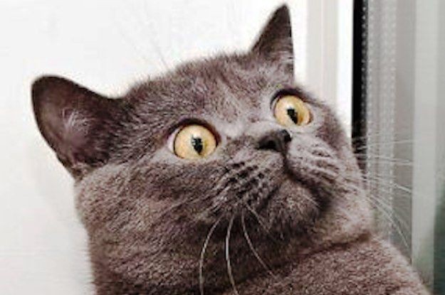 Create meme: the cartesian cat chartreuse, The Chartreuse cat breed, British shorthair cat