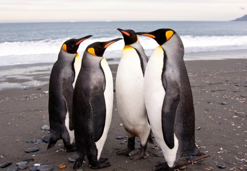 Create meme: Emperor penguin in Antarctica, penguin Royal, Pygoscelis