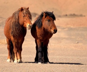 Create meme: wild horses, horse, horse pony