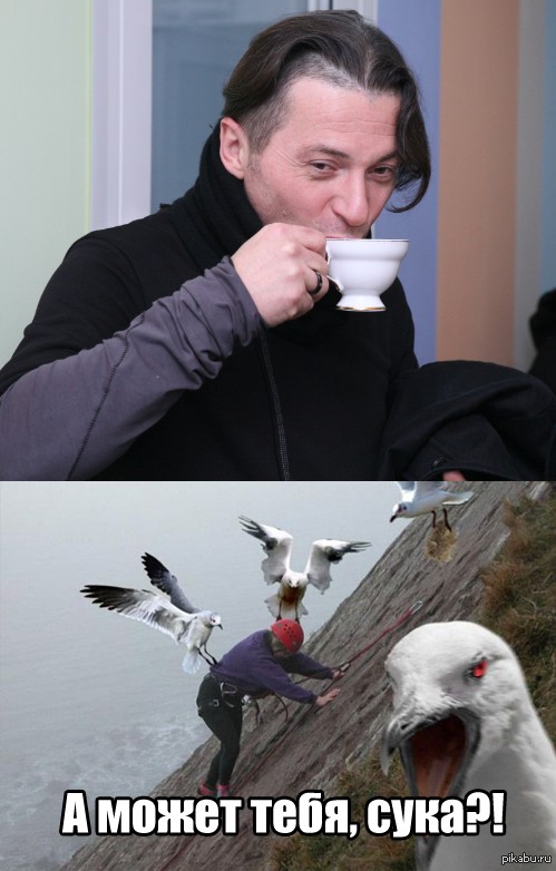 Create meme: Maybe a cup of tea, Seagull meme, angry seagulls