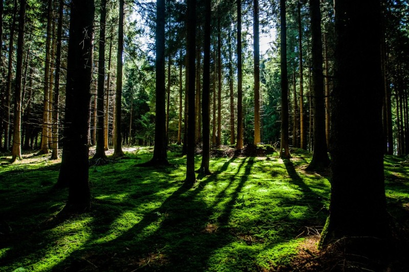 Create meme: forest , dense forest, beautiful forest