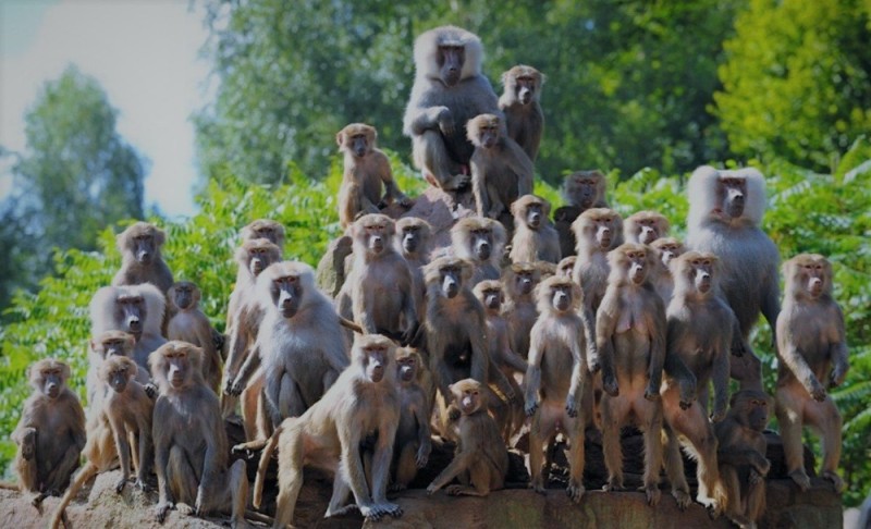 Create meme: a bunch of monkeys, a lot of monkeys , a crowd of monkeys