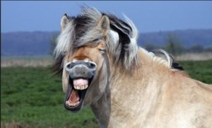 Создать мем: лошадь улыбается, лошадь смеется, конь ржет