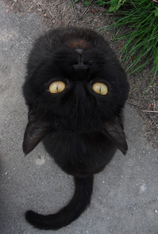 Создать мем: black cat, кошка, котик черный