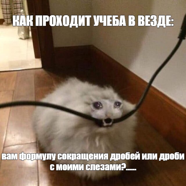 Котоматрица: Вася придумал новую игру: "Угадайка!" Дёрнув за шнур, он пытался уг