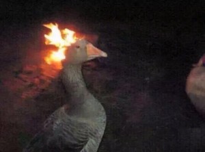 Create meme: goose meme, girl on fire, Boris the goose repair