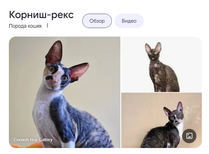 Create meme: cat Devon Rex, cat Cornish Rex, cat breed Cornish Rex