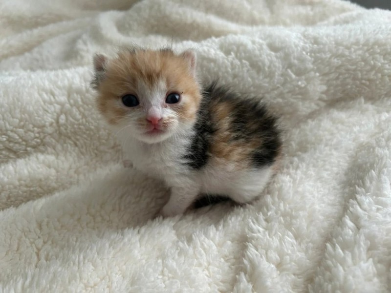 Create meme: tricolor kittens, cats are small, The cat is cute