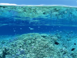 Создать мем: фото под водой в море, картинки океана под водой, море кораллы пастель