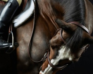 Создать мем: horse, dressage, конный спорт