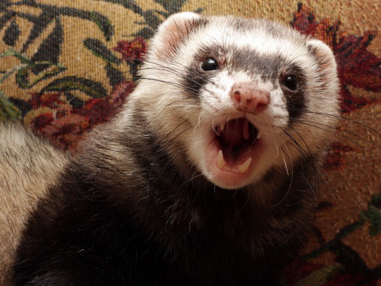 Create meme: ferret, angry ferret, funny ferrets