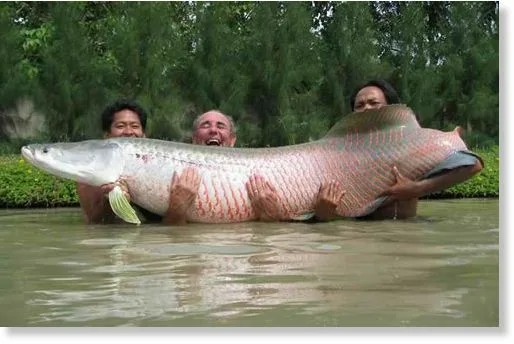 Create meme: arapaima giant fish, the fish of the Amazon piraruku, arapaima amazon fish