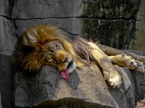 Create meme: Leo, sleeping lion, the lion sleeps