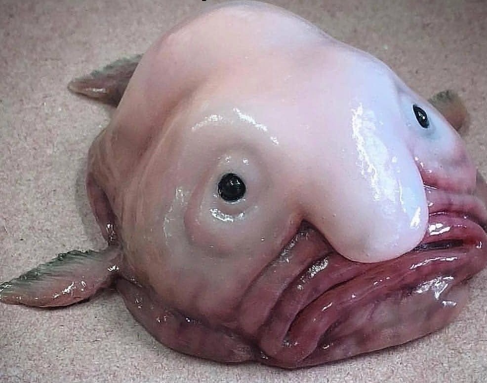 Blobfish Meme Generator Template