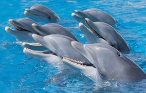 Создать мем: дельфины пара, дельфины обои, дельфины в сочи