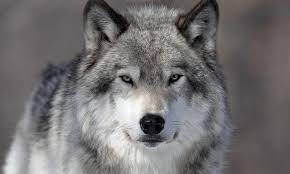 Create meme: wolf look, proud wolf, wolf wolf