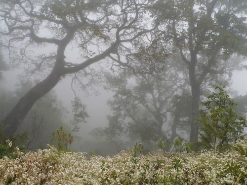 Создать мем: дуб в тумане, природа пейзаж, туманные леса