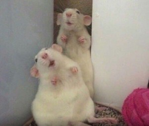 Create meme: rat Dumbo albino, cute rat, white rat