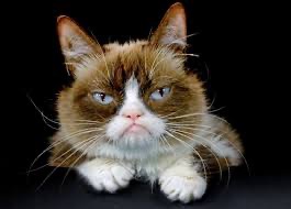 Create meme: cat funny , real grumpy cat, grumpy cat 