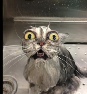 Создать мем: коты смешные, приколы с котами, мокрая киска прикол