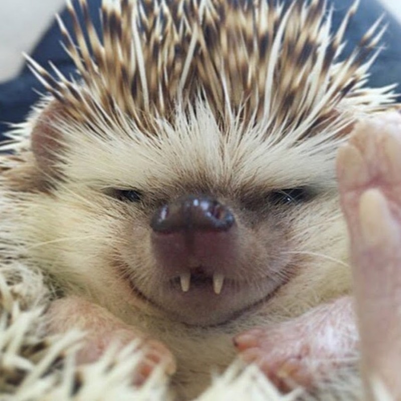 Create meme: funny hedgehog, hedgehogs are funny, dissatisfied hedgehog