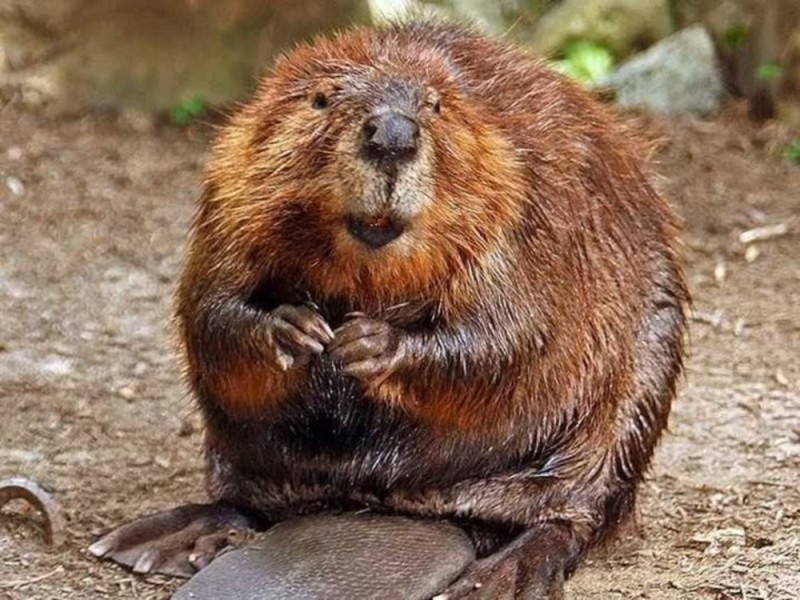 Create meme: beaver, beaver is an animal, beaver 