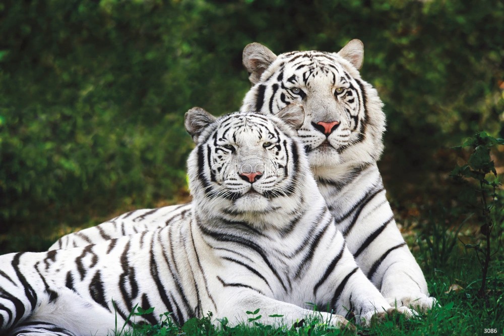 Create meme: white tiger , tiger white tiger, tiger 