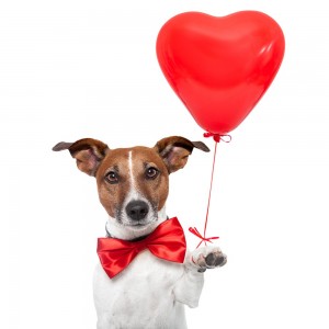 Create meme: happy Valentine's day, Russell Terrier, Jack Russell